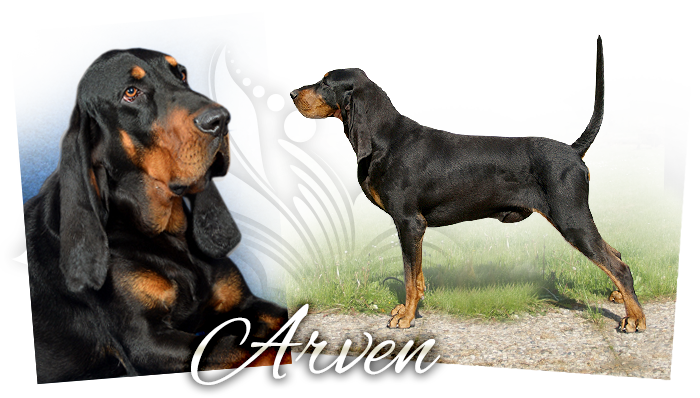 Black and tan coonhound JCh. Arven Yellow Queen
