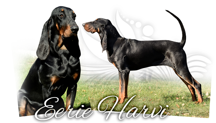Black and tan coonhound EERIE HARVI ROCKYTOP BLOSSOMING MEADOW
