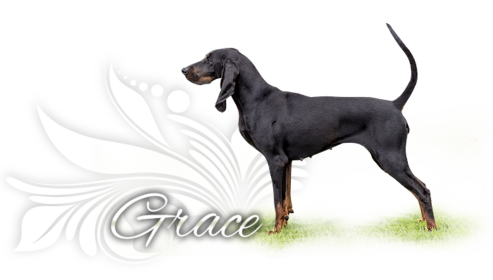Black and tan coonhound ROCKYTOP AMAZING GRACE