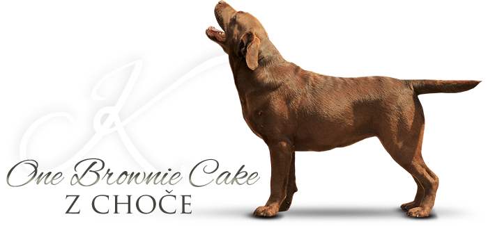 Labrador retriever ONE BROWNIE CAKE Z CHOČE