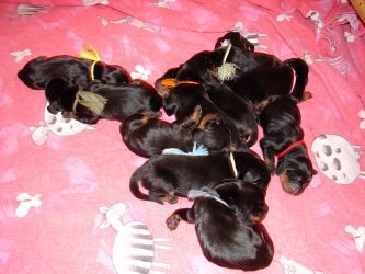 Black and tan Coonhound puppies
