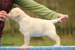 Labrador retriever puppies
