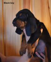 Black and tan Coonhound puppies