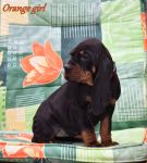 Black and tan coonhound puppies