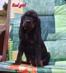 Black and tan coonhound puppies