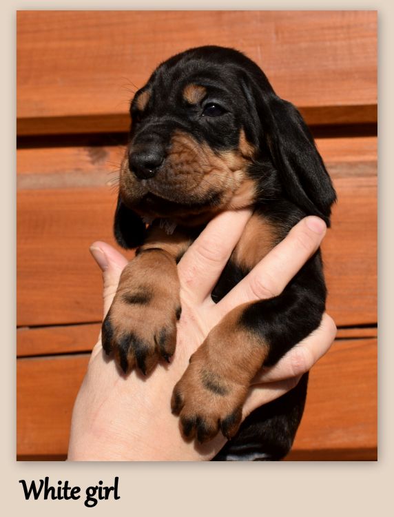 black and tan coonhound near me
